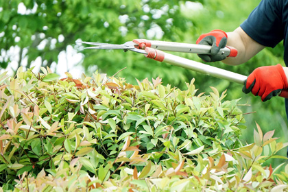 植木剪定・刈り込み