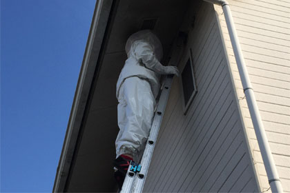 ハチの駆除サービス